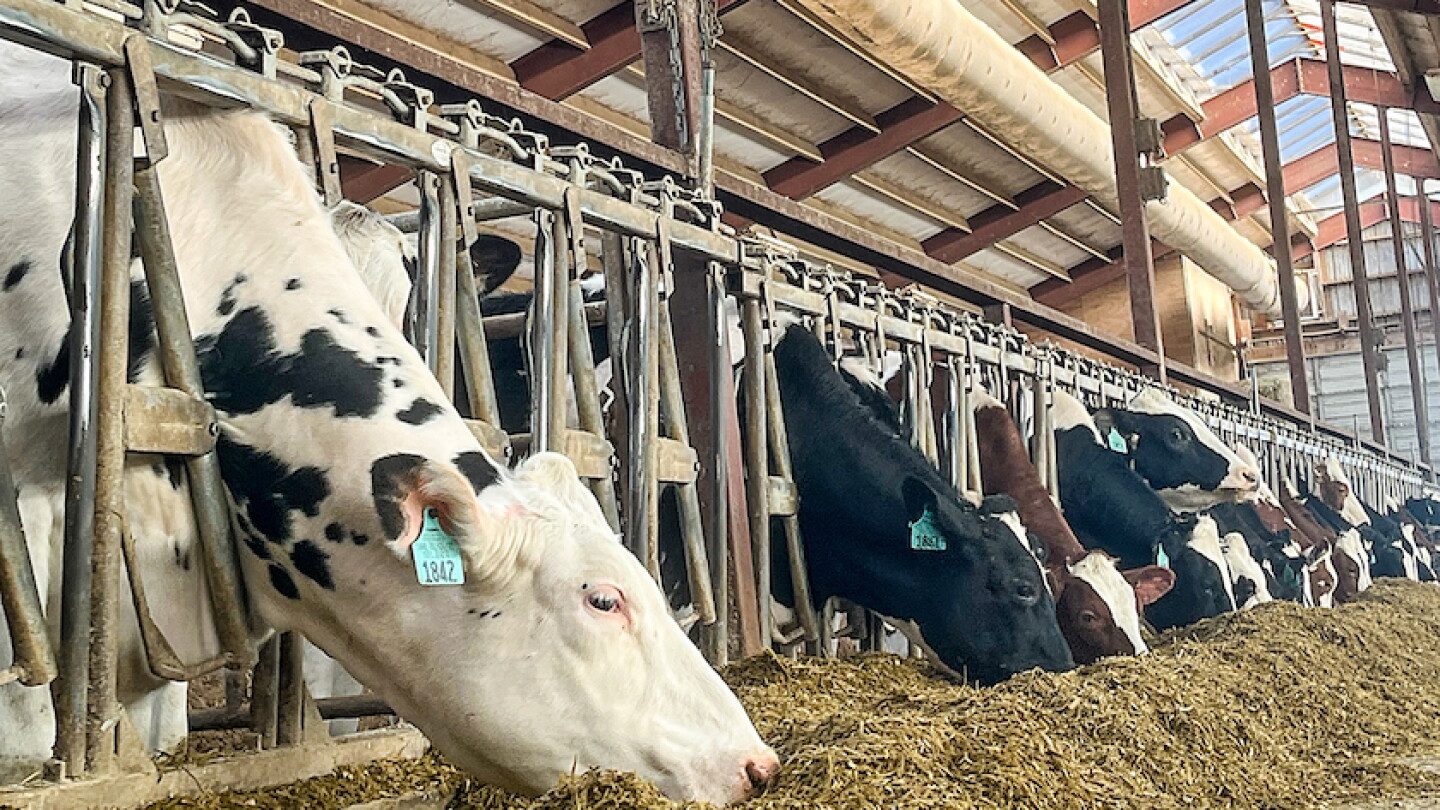 What’s Keeping Heifers From Making it to First Calving