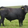 BT_Kentucky_Angus_Bull