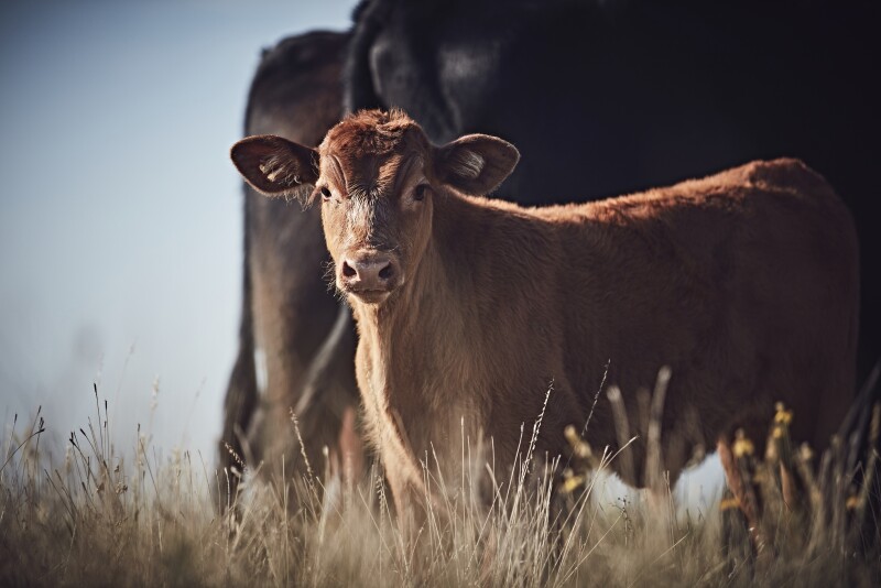 BI calf