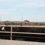 Tuberculosis can be transmitted from cattle to humans through respiratory particles.  