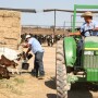 Dairy_workers_feeding_calves