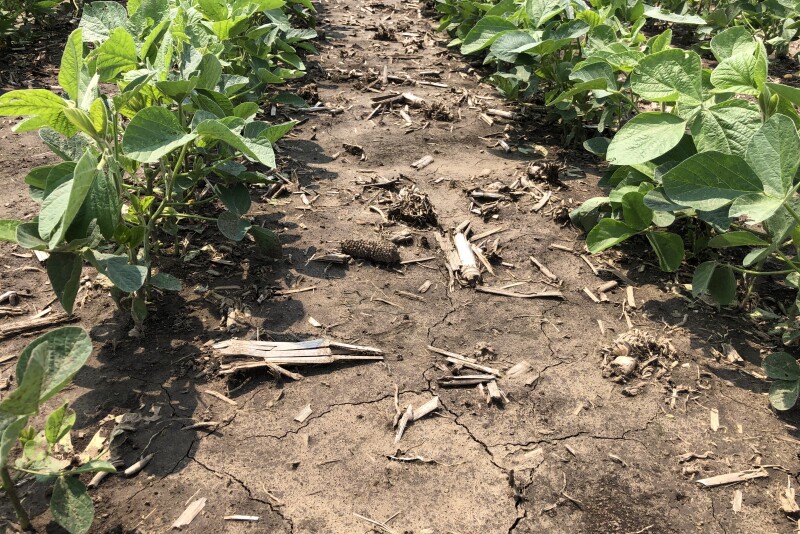 Soybeans