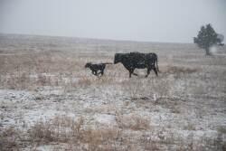 Managing-Cows.jpg