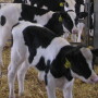 Holstein calves