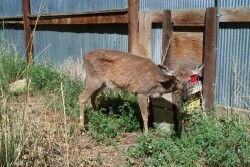 The CIDRAP CWD Resource Center is part of CIDRAP’s Chronic Wasting Disease Response, Research and Policy Program.