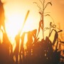 corn_harvets_sunset.jpg
