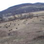 drone-pic