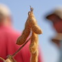 Triple Crop Soybeans
