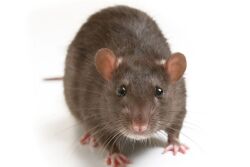 Norway Rat