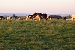 Central Oregon pastures