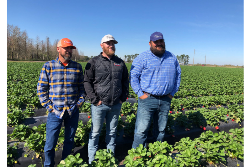 Wish Farms is adding strawberry acreage in Florida. Pictured are Chris Parks (from left), farm manager; Tyrell Pierson, food safety manager; and Kane Hannaford, assistant farm manager.