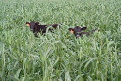 BT_Calves_Grazing_Cover_Crop_Millet