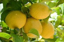 An abundance of large lemons has caused problems for the industry.
