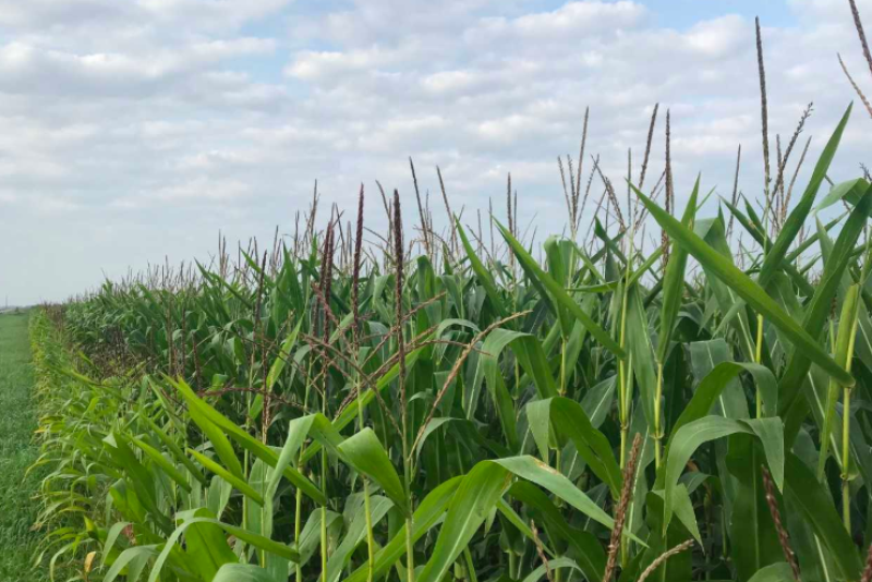 In 2018, the median net income for Minnesota farmers was $26,055. That’s down 8% from last year and the lowest in the past 23 years.