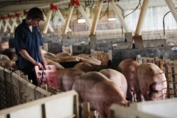 The University of Illinois College of Veterinary Medicine launches a website of biosecurity information for pork producers to learn and implement on their farms.