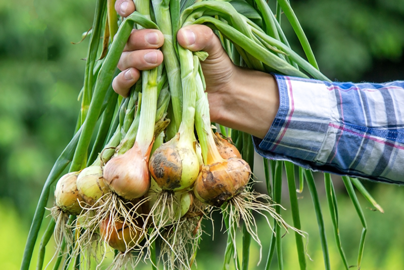 Hand holding harvested onions