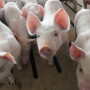 Pork producers will have a new retail resource available this fall in Michigan.