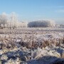cornfield winter snow