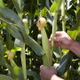 syngenta_corncob