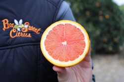 cara cara orange