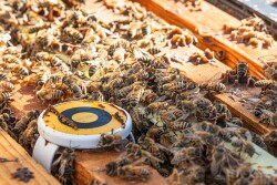BeeHero sensor