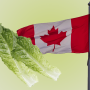 Romaine has now been pegged as the likely source of six illnesses in Canada.