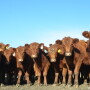 BT_Red_Angus_Heifers