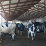 The ideal stocking rate would minimize fixed costs per head without negatively affecting milk production, reproduction and overall cow welfare.
