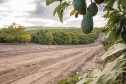 The organic avocado program at Mission Produce is growing every year, just like the industry, says Megan Berenbach, organic category manager. 