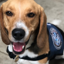 African swine fever is a prime example of a non-zoonotic disease that, if it were to enter the U.S., would deliver a crushing economic blow. The Beagle Brigade works hard to keep pork and pork products from other countries from entering the U.S. to prevent the introduction of FADs.
