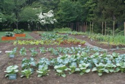 White House Vegetable Garden