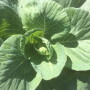 Texas cabbage
