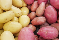 red and yellow potatoes
