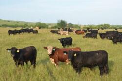 Feeder cattle sold steady to $2 higher at auction across the nation.