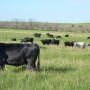 When choosing a breeding protocol, it’s important to consider time, labor, skill, cow condition and cost. Dr. Steven Hughes shares considerations and tips to have the most success in your breeding season.