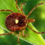 Lone Star tick