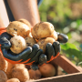Gloved hands holding potatoes above a crate in a field