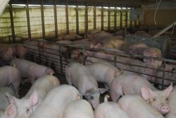 Pig barn_markethogs_NPB