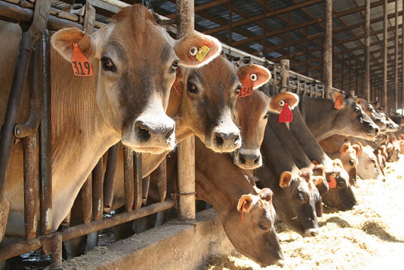 Cows on the farm.