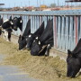 DT_Arizona_Dairy_Bunkline