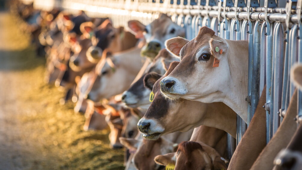 Jersey cows