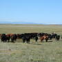 Western_Cattle