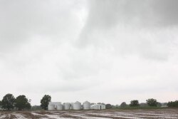 Corn and soybean prices saw pressure on Monday as recent rains in the Midwest weighed on the market. Wheat futures also traded lower, falling to the lowest level in more than a month. 
