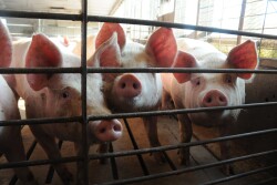 As pork prices fall, some economists and analysts fear more plant processing closures could come soon. That's as producers explore ways to reduce costs and weather this market headwind in order to not repeat the 1990s.