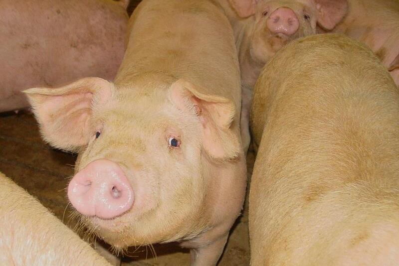 CAFO pigs