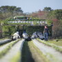 Florida tomato growers after Hurricane Ian