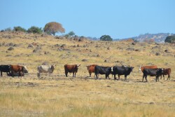 California's Cattle Council will soon begin funding programs designed to help consumers understand the positive role cattle and beef production play in the environment, and other issues.