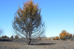 Red_Cedar_Fire