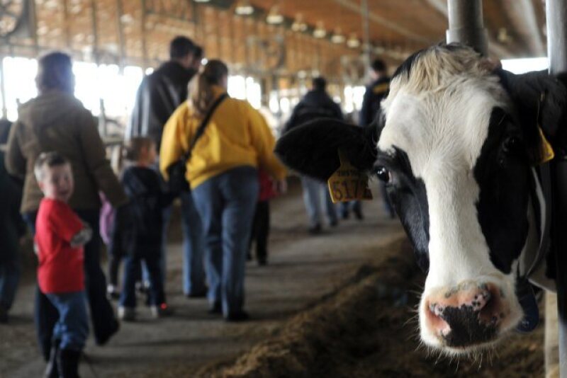 SwissLane_Dairy_Farms