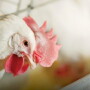 poultry chicken